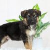 Image of River, a German Shepherd puppy