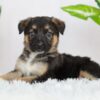 Image of River, a German Shepherd puppy
