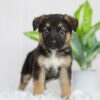 Image of River, a German Shepherd puppy