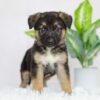 Image of River, a German Shepherd puppy