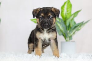 Image of River, a German Shepherd puppy