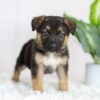Image of River, a German Shepherd puppy
