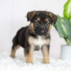 Image of River, a German Shepherd puppy