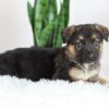 Image of River, a German Shepherd puppy