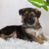 Image of Rowan, a German Shepherd puppy