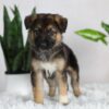 Image of Rowan, a German Shepherd puppy