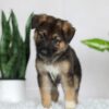 Image of Rowan, a German Shepherd puppy