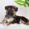 Image of Rowan, a German Shepherd puppy