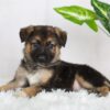 Image of Rowan, a German Shepherd puppy