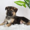 Image of Rowan, a German Shepherd puppy