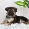 Image of Rowan, a German Shepherd puppy