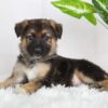Image of Rowan, a German Shepherd puppy