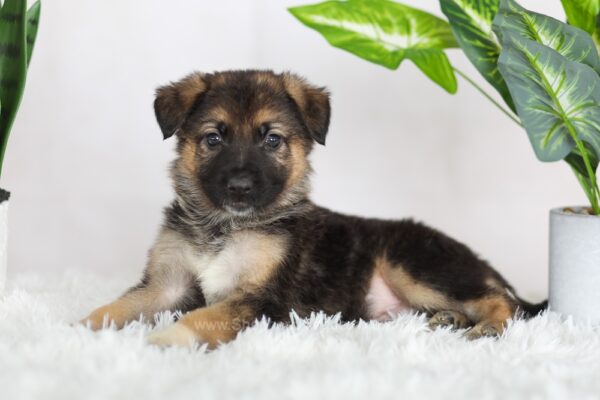 Image of Rowan, a German Shepherd puppy
