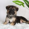 Image of Rowan, a German Shepherd puppy