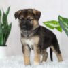 Image of Rowan, a German Shepherd puppy