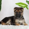 Image of Ruby, a German Shepherd puppy