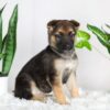 Image of Ruby, a German Shepherd puppy