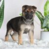 Image of Ruby, a German Shepherd puppy