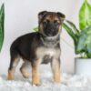 Image of Ruby, a German Shepherd puppy