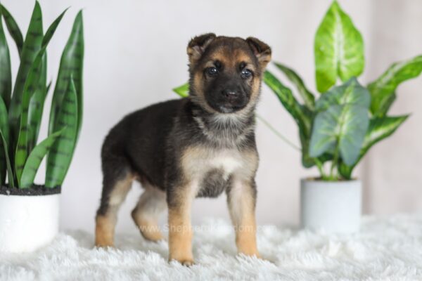 Image of Ruby, a German Shepherd puppy