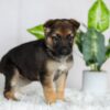Image of Ruby, a German Shepherd puppy