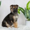 Image of Ruby, a German Shepherd puppy