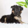 Image of Russell, a German Shepherd puppy