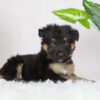Image of Russell, a German Shepherd puppy