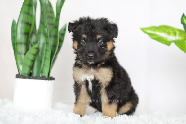 Image of Russell, a German Shepherd puppy