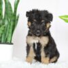 Image of Russell, a German Shepherd puppy