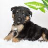 Image of Russell, a German Shepherd puppy
