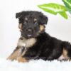 Image of Russell, a German Shepherd puppy