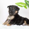 Image of Russell, a German Shepherd puppy