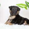 Image of Russell, a German Shepherd puppy