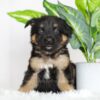 Image of Russell, a German Shepherd puppy