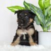 Image of Russell, a German Shepherd puppy