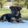 Image of Taylor, a German Shepherd puppy