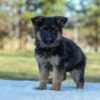 Image of Taylor, a German Shepherd puppy