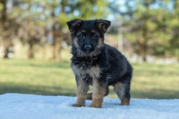 Image of Taylor, a German Shepherd puppy