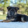 Image of Taylor, a German Shepherd puppy