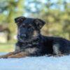 Image of Taylor, a German Shepherd puppy