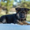 Image of Taylor, a German Shepherd puppy
