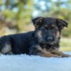 Image of Taylor, a German Shepherd puppy