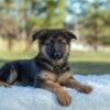 Image of Tessa, a German Shepherd puppy