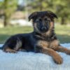 Image of Tessa, a German Shepherd puppy