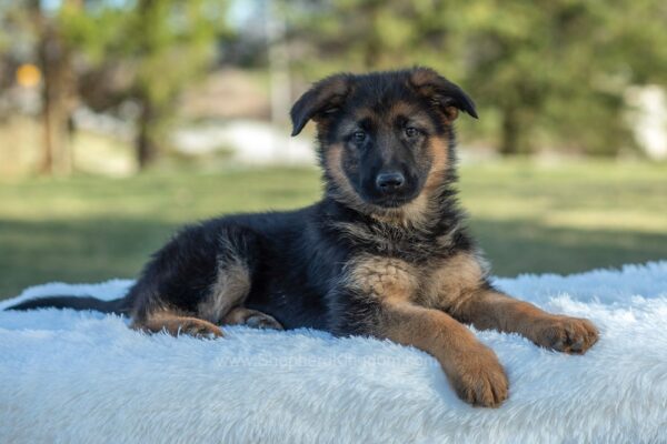 Image of Tessa, a German Shepherd puppy