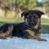 Image of Tessa, a German Shepherd puppy