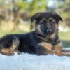 Image of Tessa, a German Shepherd puppy