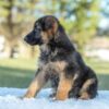 Image of Tessa, a German Shepherd puppy