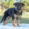 Image of Tessa, a German Shepherd puppy